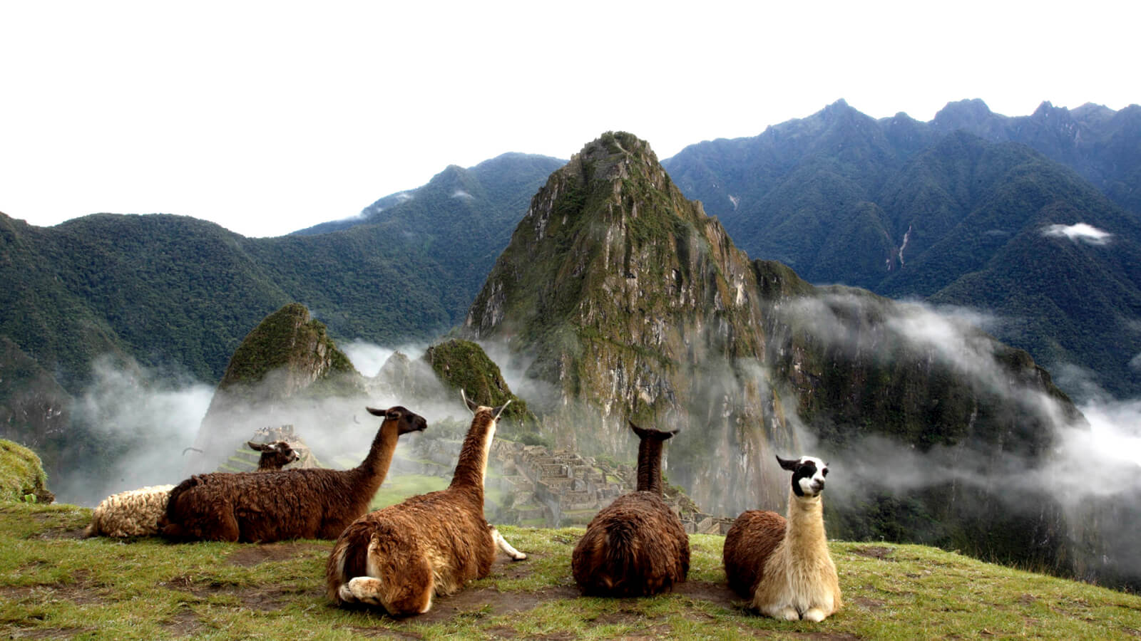 A group of llamas sitting on top of a hill.