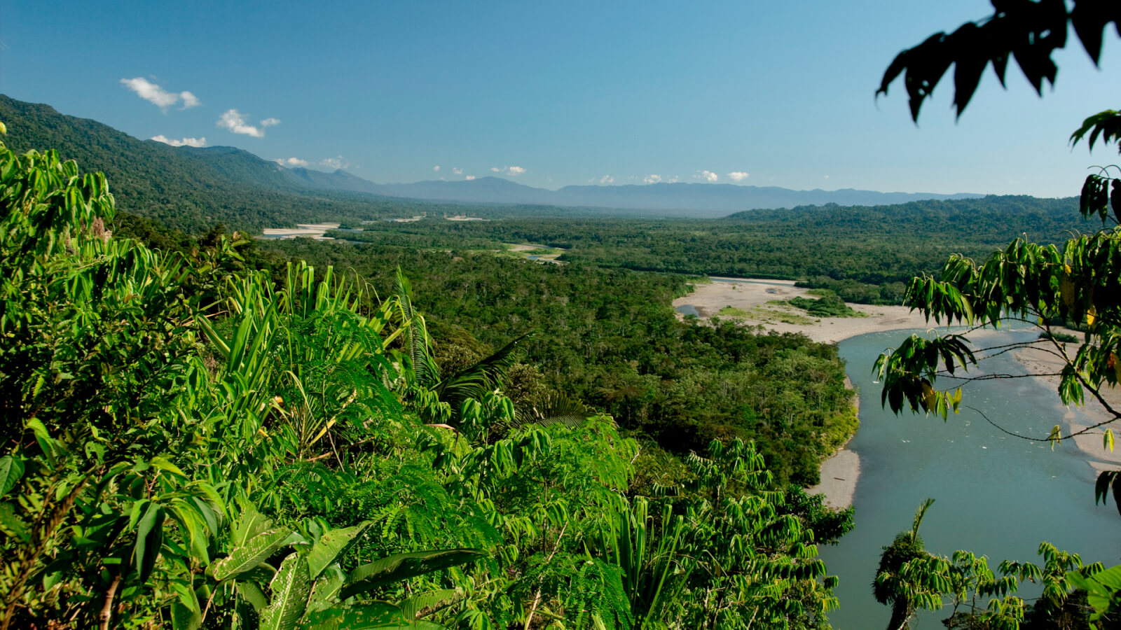 Manu Rainforest Peru