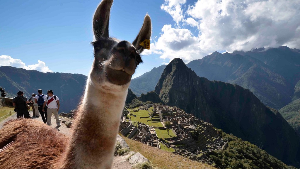 A llama standing on top of a mountain with an aerial view of the city.