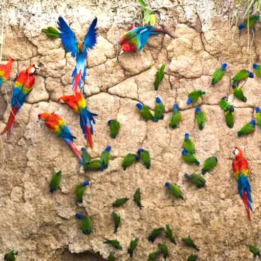 Colorful parrots on a clay cliff.