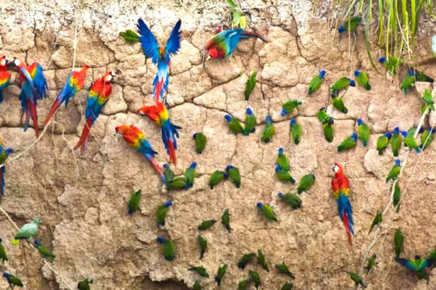 Colorful parrots on a clay cliff.