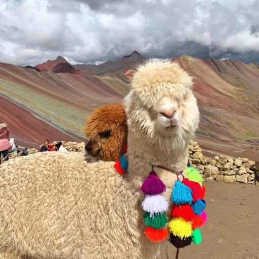 Two alpacas in Rainbow Mountain.